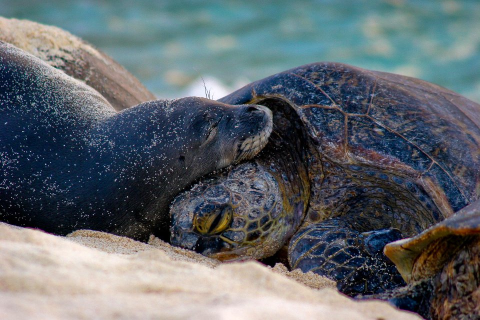 PMNM Hawaiian monk seal and green sea turtle cuddling