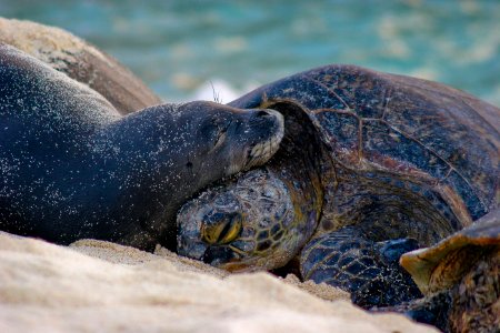 PMNM Hawaiian monk seal and green sea turtle cuddling photo