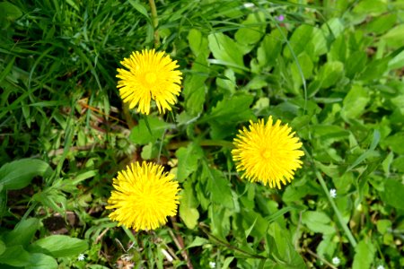 Flowers in the garden