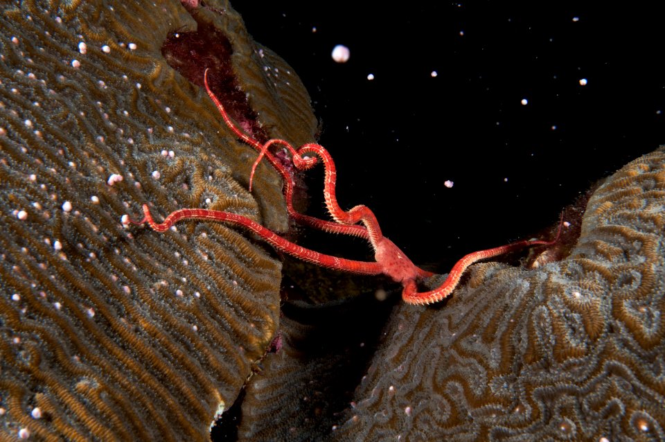 FGBNMS - Coral Spawning