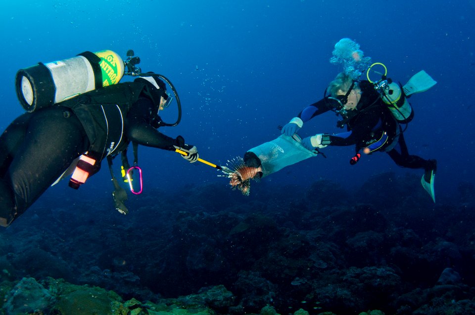 FGBNMS - lionfish removal