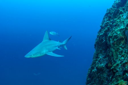 FGBNMS -sandbar shark photo