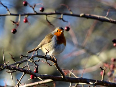 Plump Robin photo