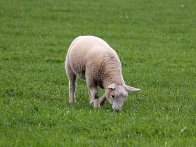 Grazing Lamb. photo