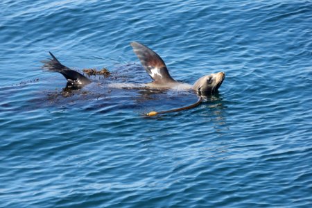 Sea Lion Cooling Down