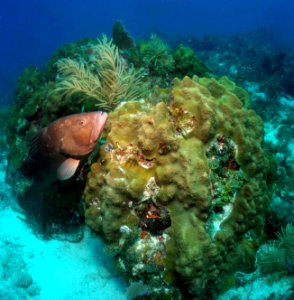 FKNMS-Montastreared grouper-BillGoodwinNOAA photo