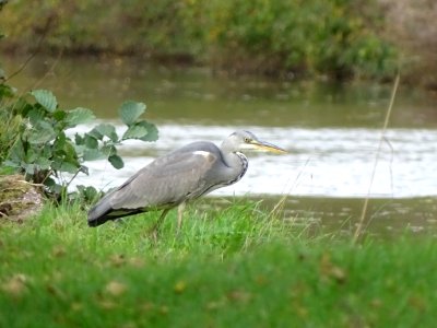 Trent & Mersey canal Grey Heron photo