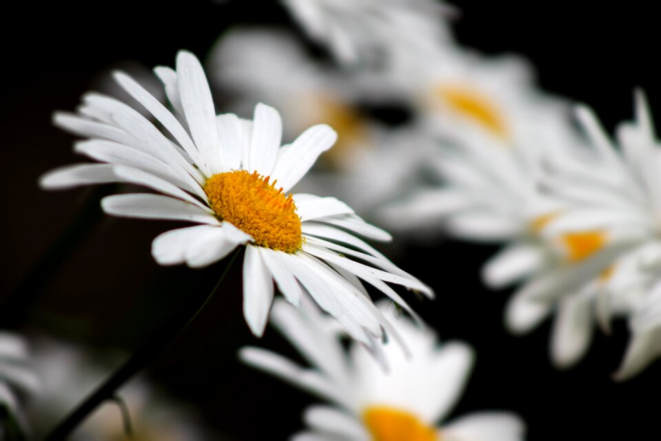 White yellow summer flowers