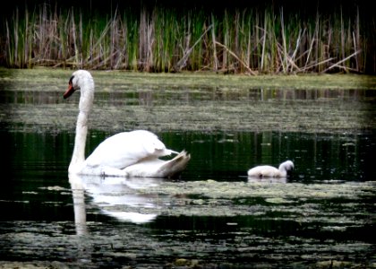 swans 1732 photo
