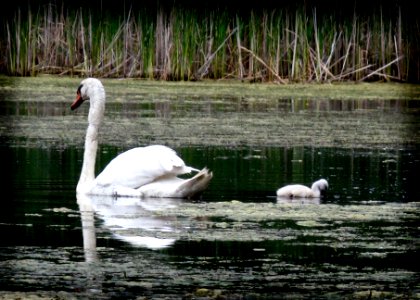 swans 1732