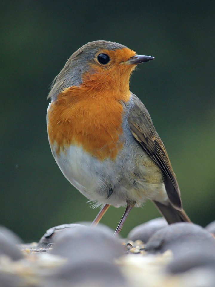 Handsome Robin
