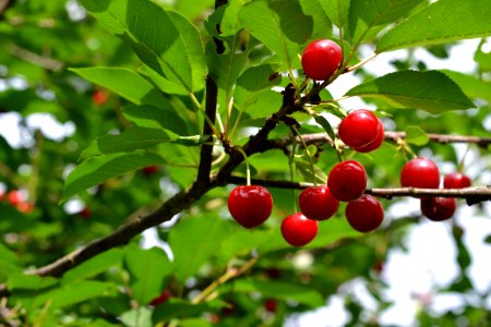 sour cherries