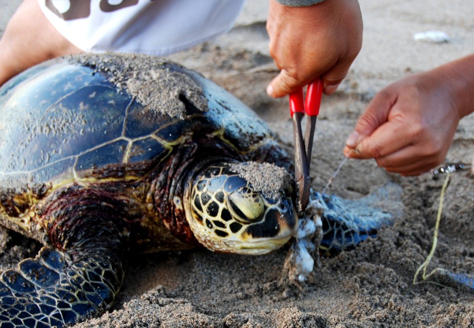 Turtle Disentanglement