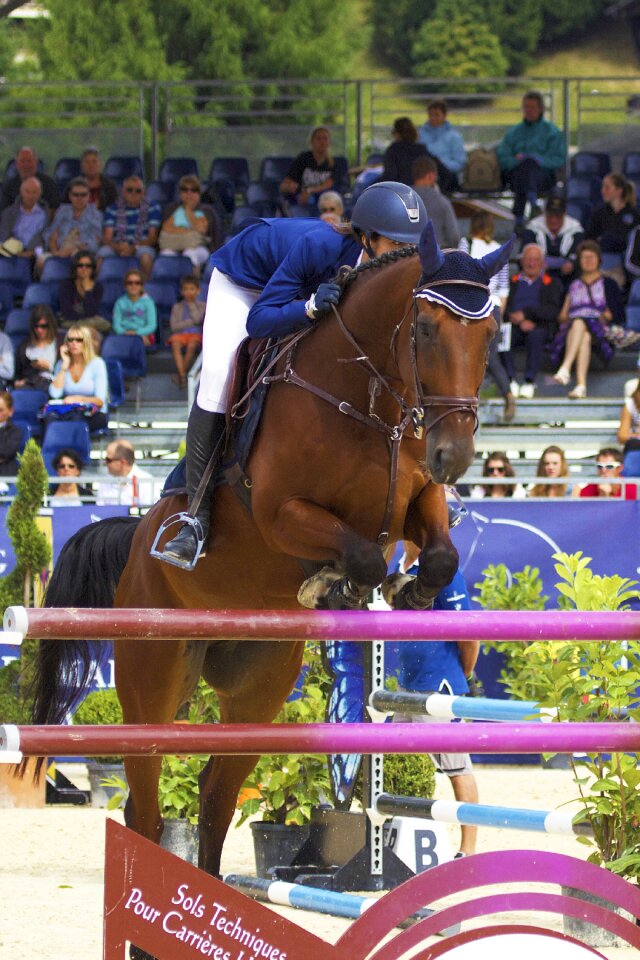Equestrian obstacle sport
