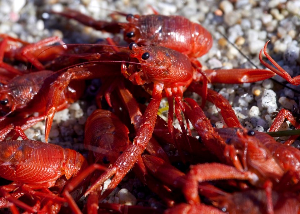 MBNMS - pelagic red crab