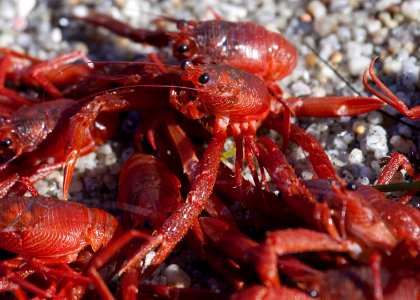 MBNMS - pelagic red crab photo