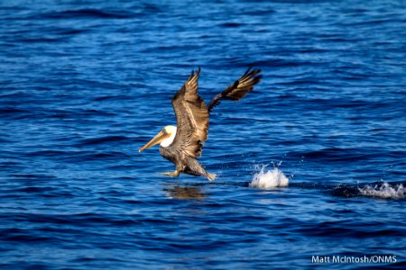 GFNMS - Brown pelican - Matt McIntosh NOAA photo