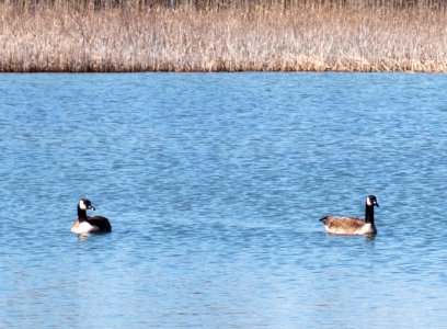geese 0159