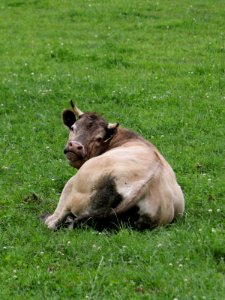 "Beefy" the Bull. photo