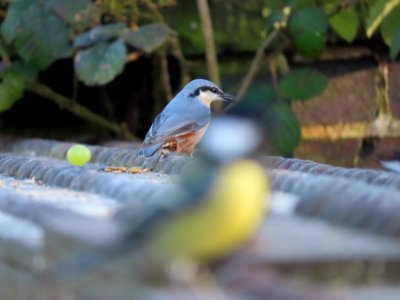 Bokeh Great Tit photo