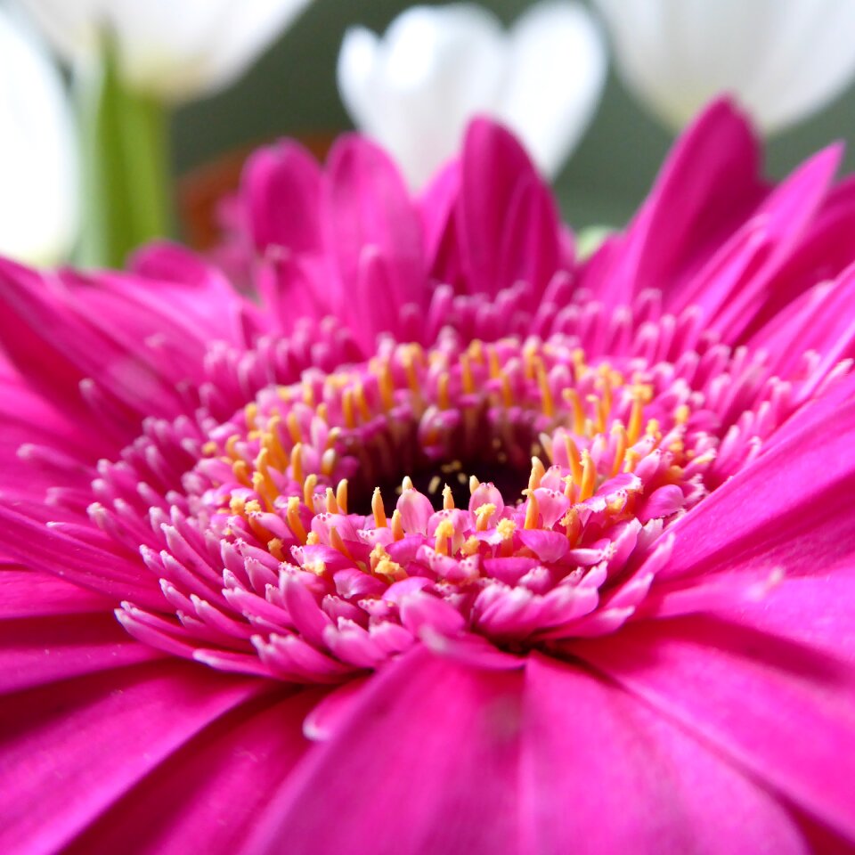 Bloom plant flower