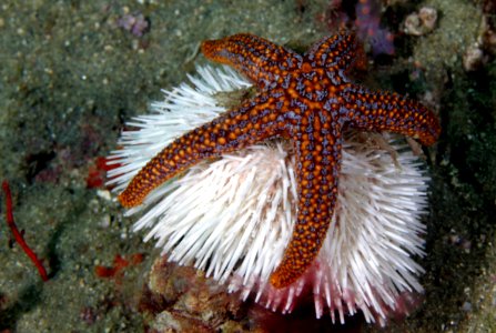 GRNMS - Sea Star Urchin Wars photo