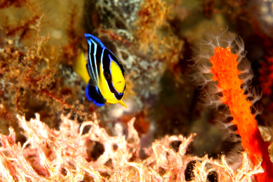 Juvenile Blue Angel