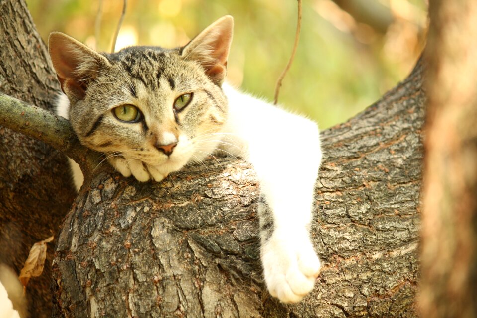 Chill relax cat