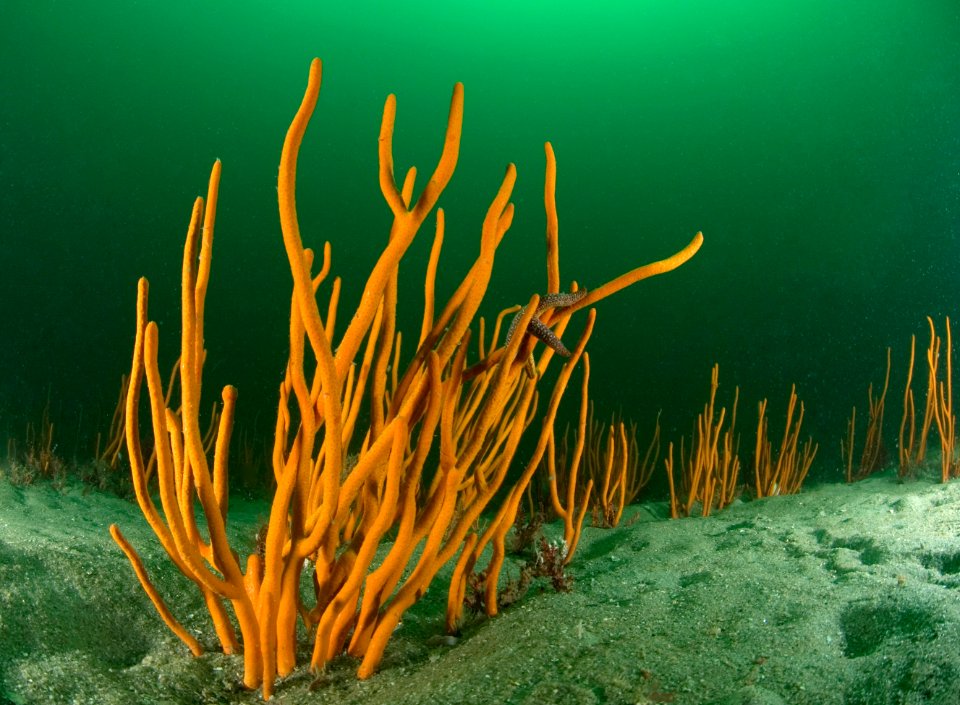 GRNMS - Sea star hanging out