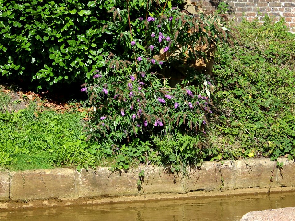 Buddleia davidii photo