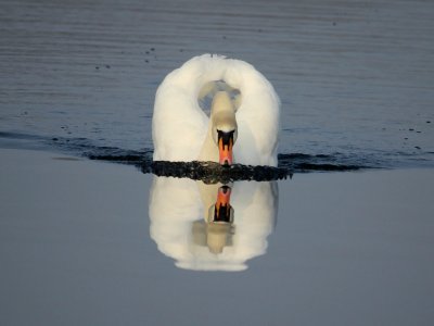 Sipping Swan. photo
