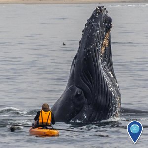 MBNMS kayaker too close to humpback whale