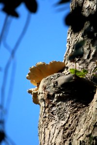 Tree Fungus 1 photo