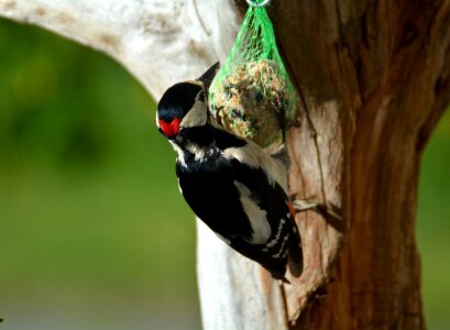 Bird seed nature close up