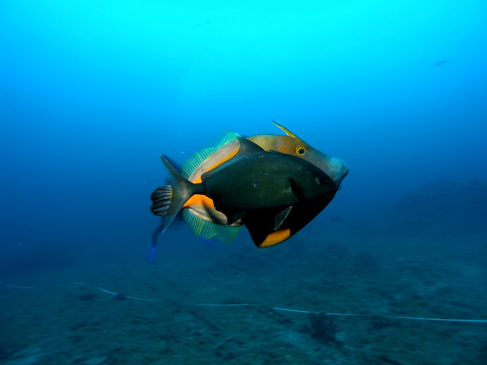 FGBNMS - Jack fish and File Fish - Emma Hickerson NOAA
