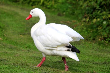 Coscoroba Swan photo