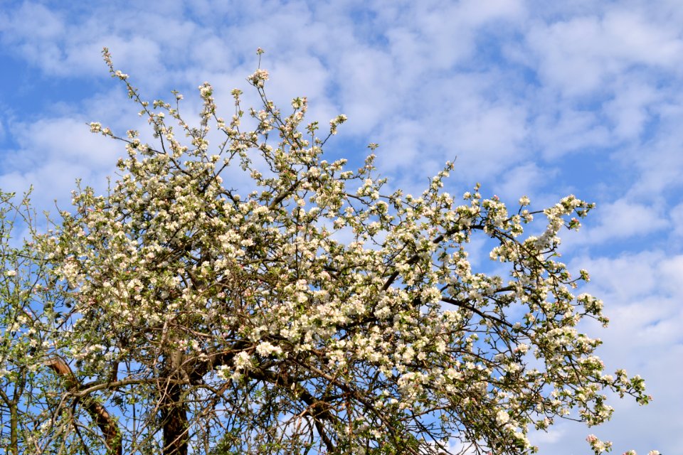 Tree and sky