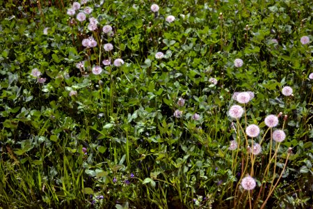 Dandelions and alfalfa