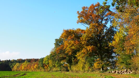 Nature trees autumn photo