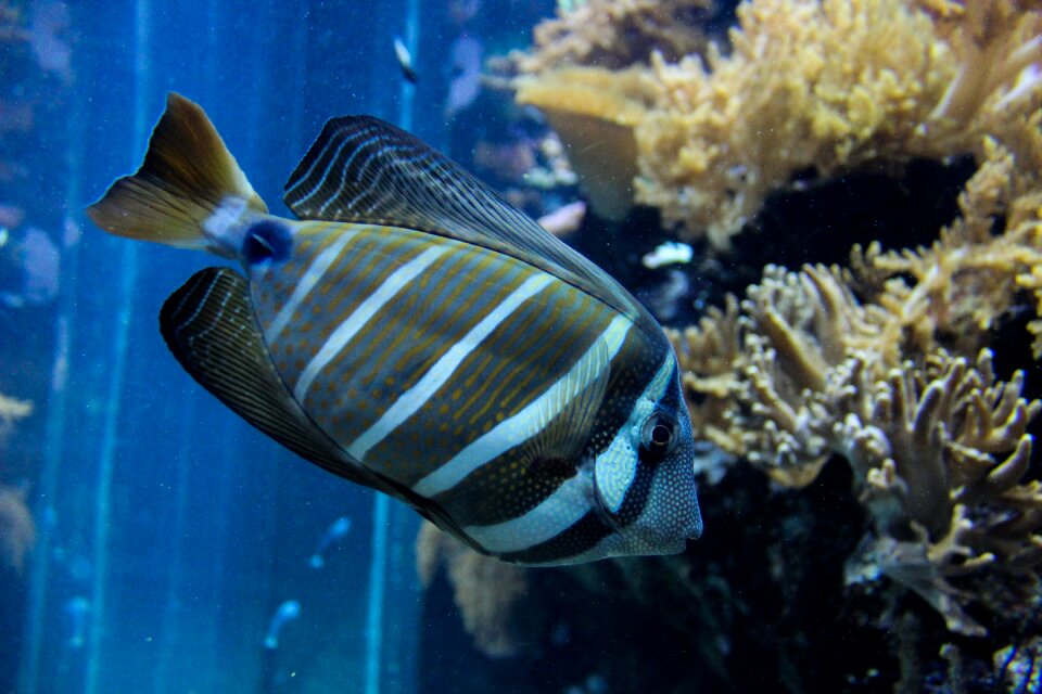 Fisher water blue fish