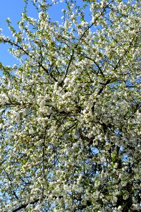Flowering trees