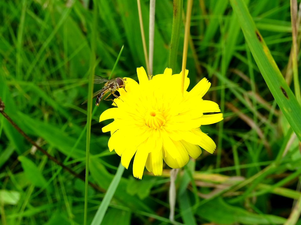 Yellow photo