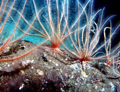 CBNMS - Crinoids photo