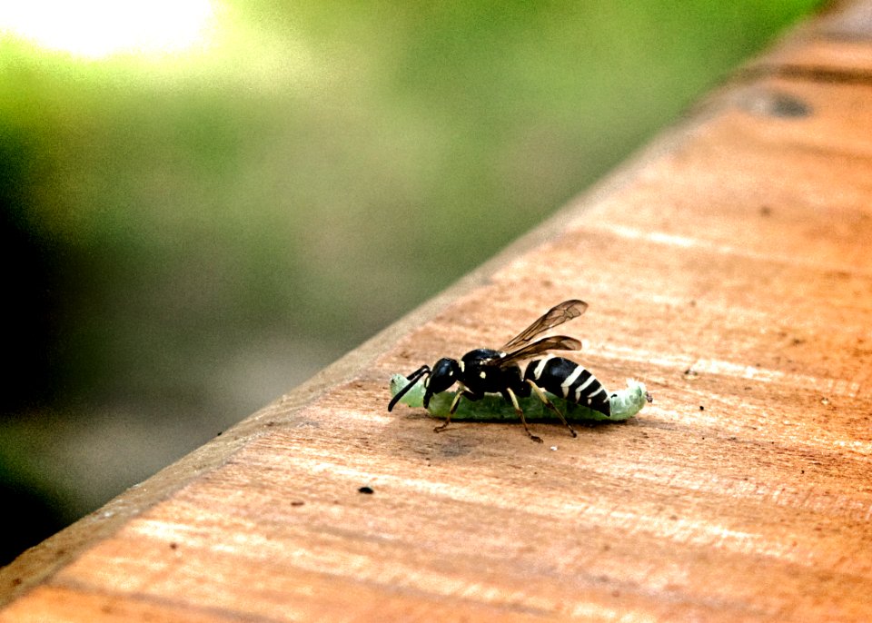 08insecticide 2445a
