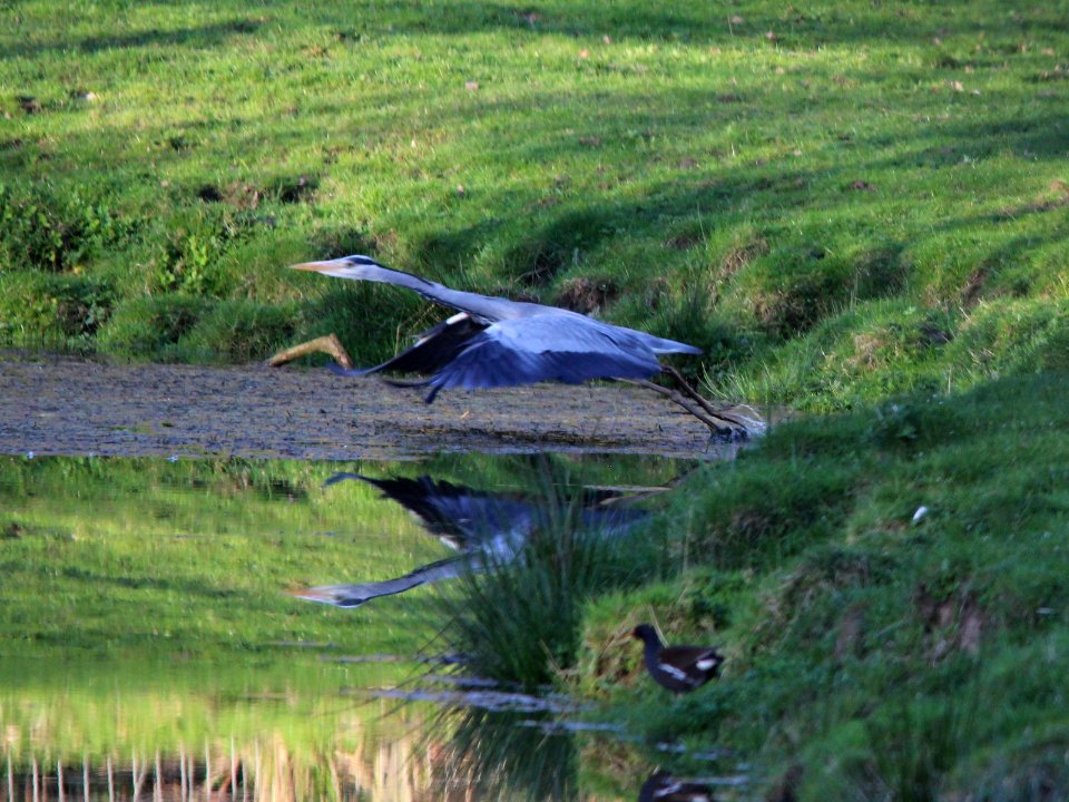 Grey Heron 05 photo