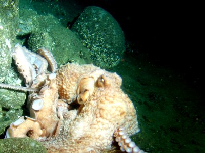 CBNMS - giant pacific octopus photo