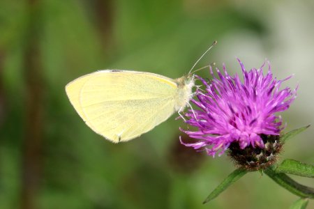 Butterfly photo