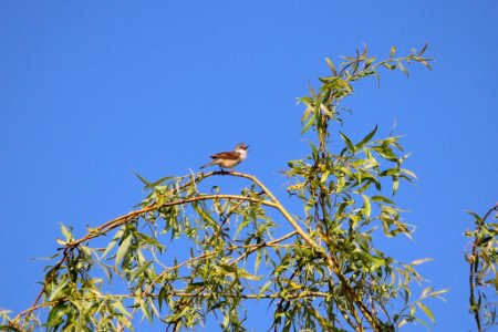 Whitethroat 2
