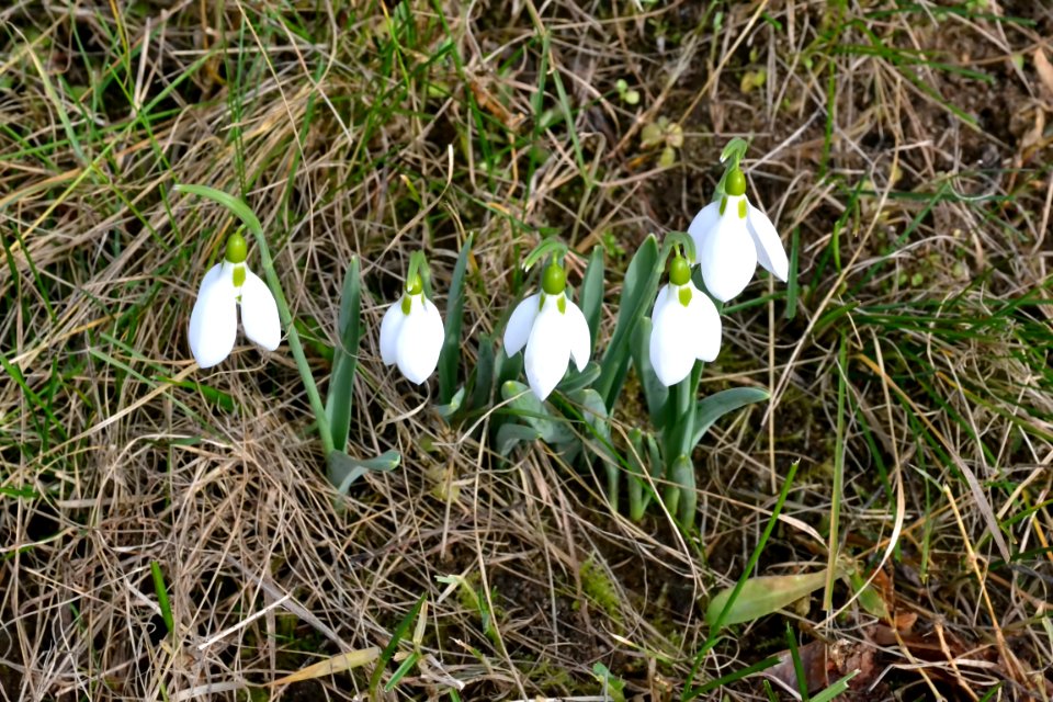 Snowdrops in February
