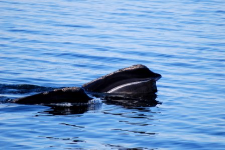 SBNMS - right whale - NOAA Permit 633-1762-01 photo